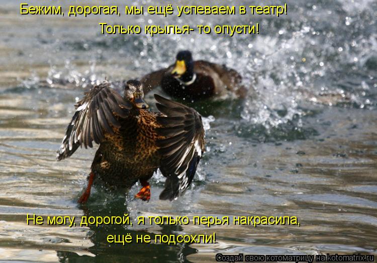 Бежим, дорогая, мы ещё успеваем в театр! Только крылья- то опусти! Не могу, дорогой, я только перья ... Котоматрица: Бежим, дорогая, мы ещё успеваем в театр! Только крылья- то опусти! Не могу, дорогой, я только перья накрасила, ещё не подсохли!