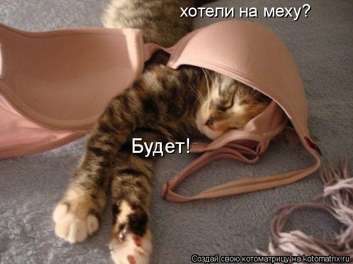 хотели на меху? Будет!... Котоматрица: хотели на меху? Будет!