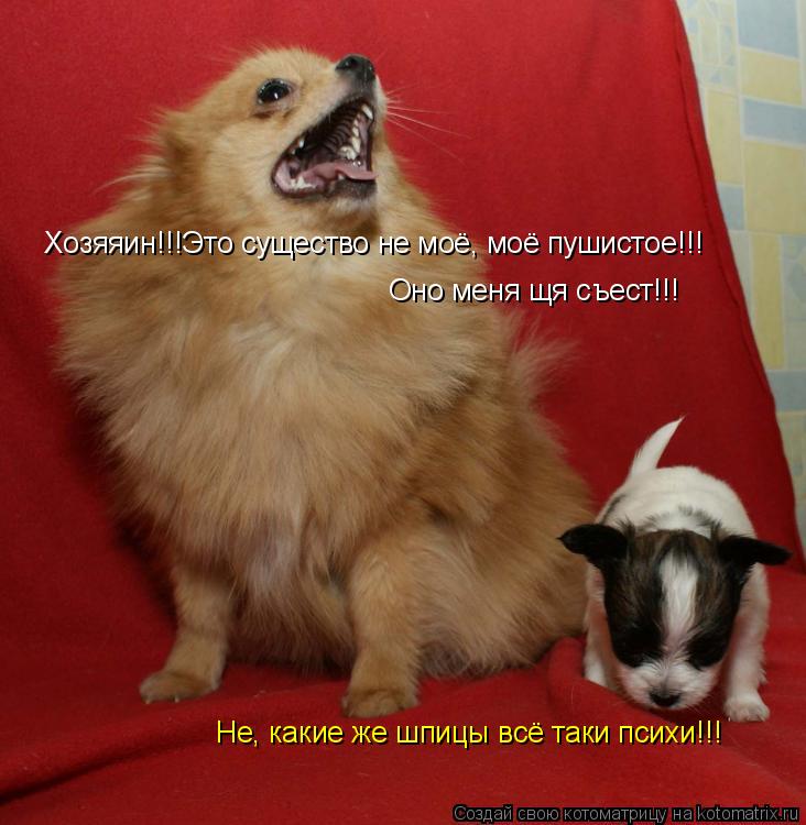 Котоматрица: Хозяяин!!!Это существо не моё, моё пушистое!!!  Оно меня щя съест!!! Не, какие же шпицы всё таки психи!!!