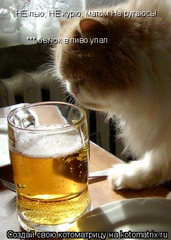 Котоматрица: НЕ пью, НЕ курю, матом Не ругаюсь! *** бычок в пиво упал