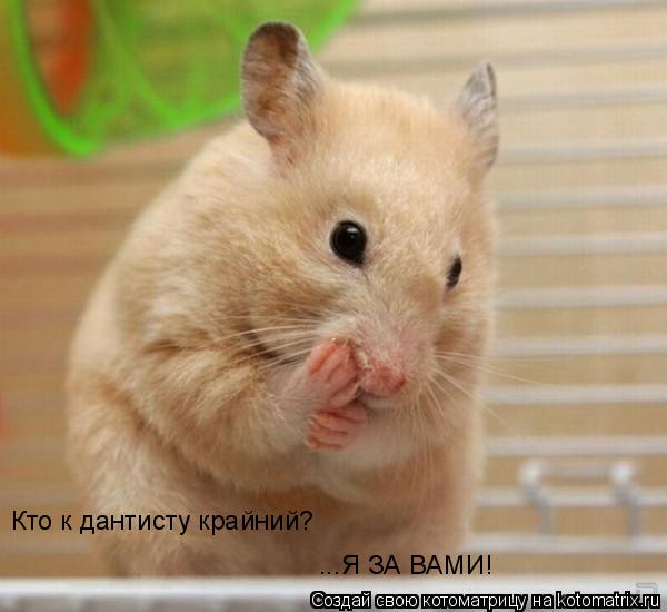Кто к дантисту крайний? ...Я ЗА ВАМИ!... Котоматрица: Кто к дантисту крайний? ...Я ЗА ВАМИ!