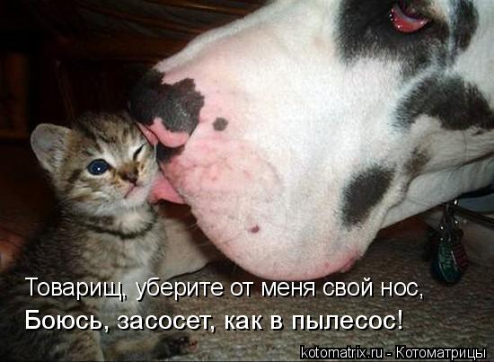 Котоматрица: Товарищ, уберите от меня свой нос, Боюсь, засосет, как в пылесос!