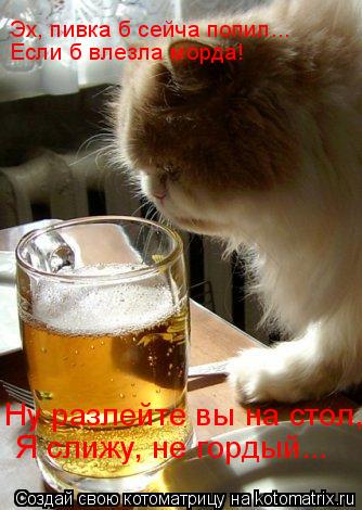 Котоматрица: Эх, пивка б сейча попил...  Если б влезла морда! Я слижу, не гордый... Ну разлейте вы на стол,