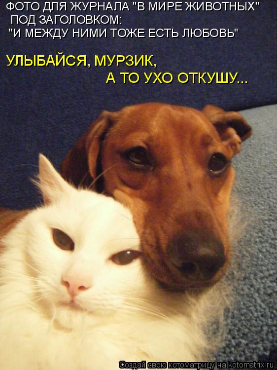 Котоматрица: УЛЫБАЙСЯ, МУРЗИК,  А ТО УХО ОТКУШУ... ФОТО ДЛЯ ЖУРНАЛА "В МИРЕ ЖИВОТНЫХ" ПОД ЗАГОЛОВКОМ:  "И МЕЖДУ НИМИ ТОЖЕ ЕСТЬ ЛЮБОВЬ"