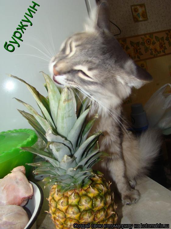 Котоматрица: буржуин