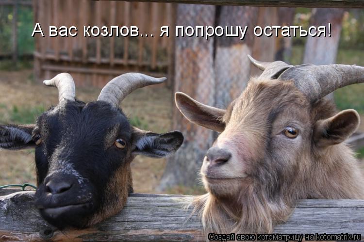 А вас козлов... я попрошу остаться!... Котоматрица: А вас козлов... я попрошу остаться!