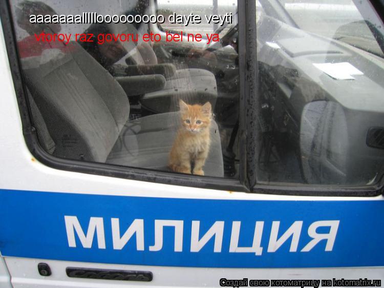 Котоматрица: aaaaaaalllllooooooooo dayte veyti  vtoroy raz govoru eto bel ne ya