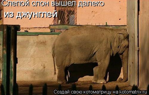 Котоматрица: Слепой слон вышел далеко  из джунглей из джунглей