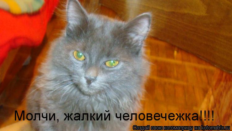 Котоматрица: Молчи, жалкий человечежка!!!!