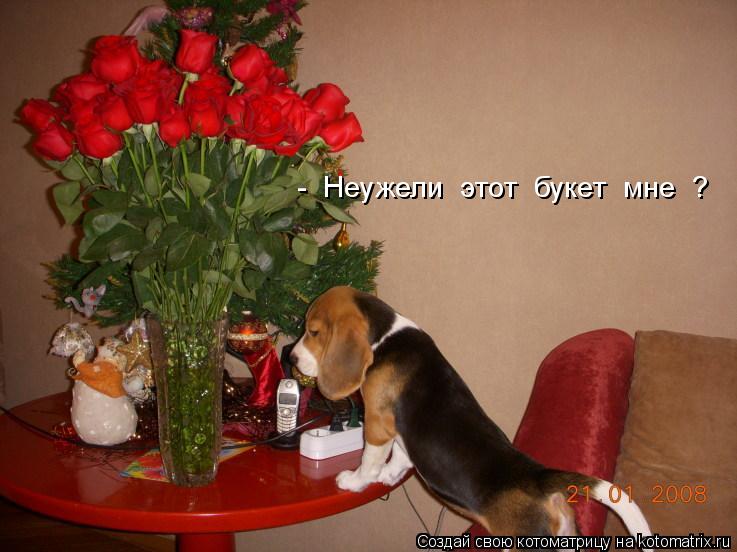 Котоматрица: -  Неужели  этот  букет  мне  ?