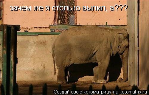 Котоматрица: зачем же я столько выпил, а???