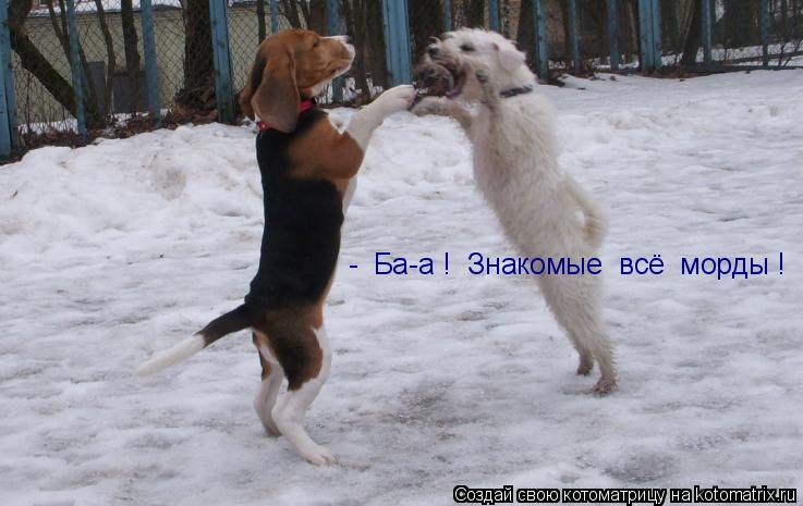 - Ба-а ! Знакомые всё морды !... Котоматрица: - Ба-а ! Знакомые всё морды !