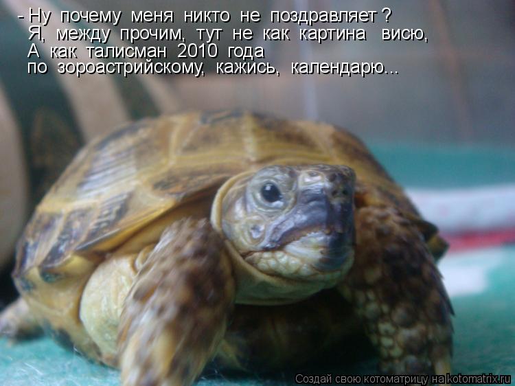 - Ну почему меня никто не поздравляет ? Я, между прочим, тут не как картина висю, А к... Котоматрица: - Ну почему меня никто не поздравляет ? Я, между прочим, тут не как картина висю, А как талисман 2010 года по зороастрийскому,