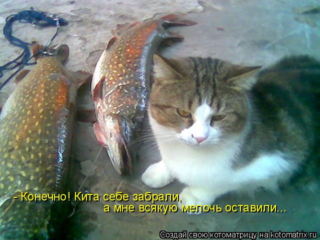 - Конечно! Кита себе забрали, а мне всякую мелочь оставили...... Котоматрица: - Конечно! Кита себе забрали, а мне всякую мелочь оставили...