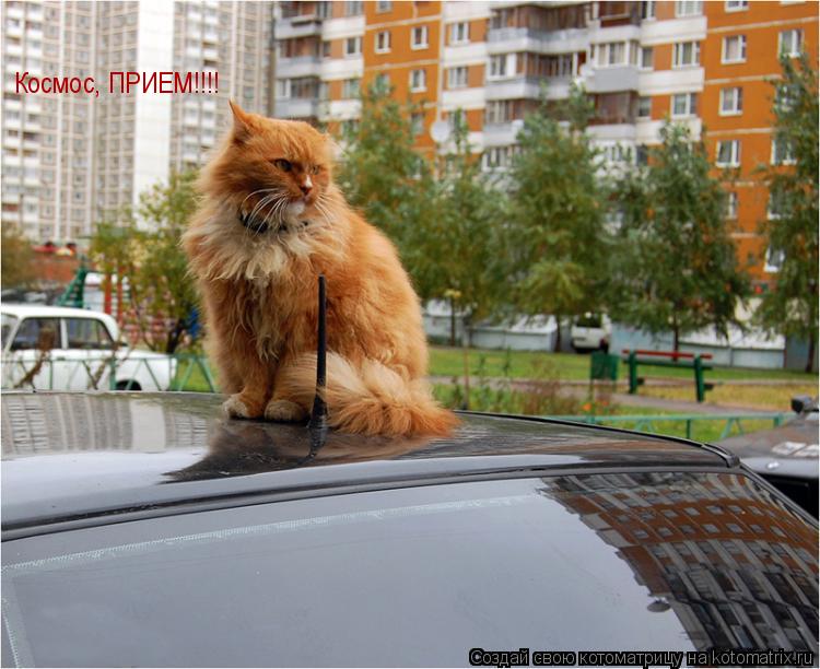 Космос, ПРИЕМ!!!!... Котоматрица: Космос, ПРИЕМ!!!!