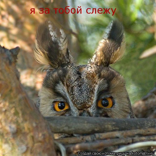 Котоматрица: я за тобой слежу