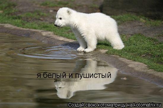 Котоматрица: я белый и пушистый