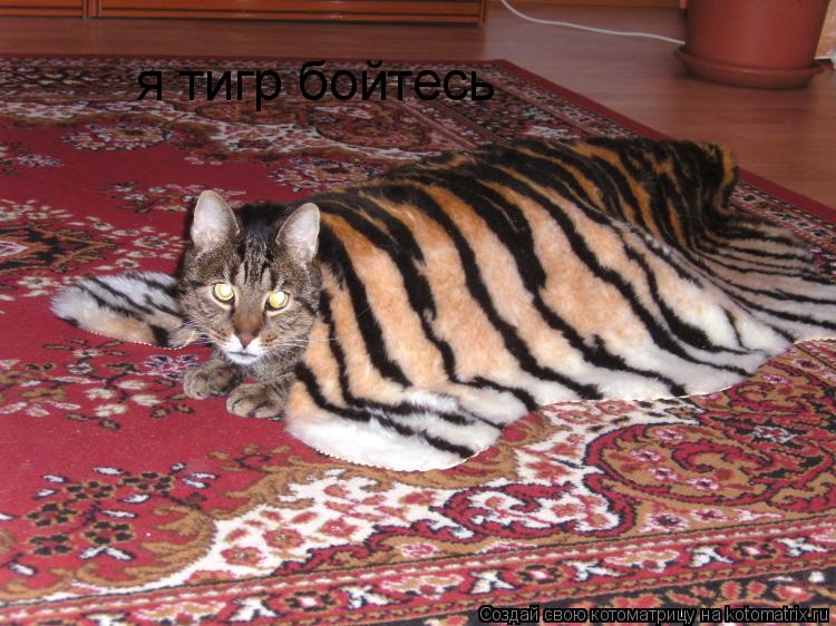 Котоматрица: я тигр бойтесь