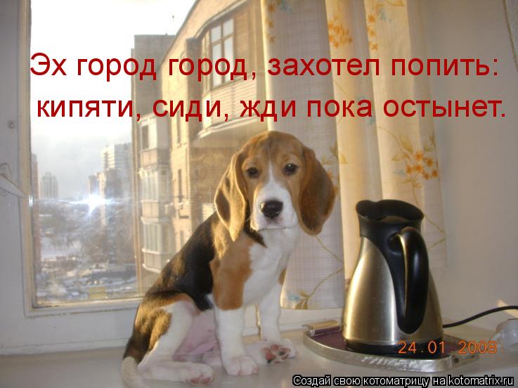 Эх город город, захотел попить: кипяти, сиди, жди пока остынет.... Котоматрица: Эх город город, захотел попить: кипяти, сиди, жди пока остынет.