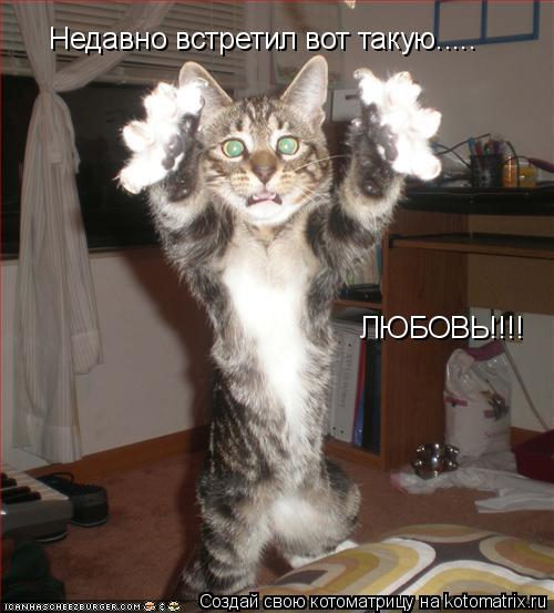 Недавно встретил вот такую..... ЛЮБОВЬ!!!!... Котоматрица: Недавно встретил вот такую..... ЛЮБОВЬ!!!!