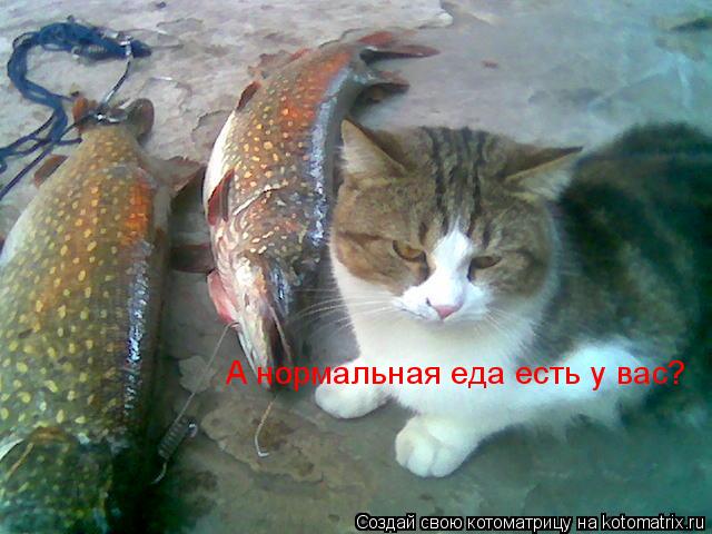 А нормальная еда есть у вас?... Котоматрица: А нормальная еда есть у вас?