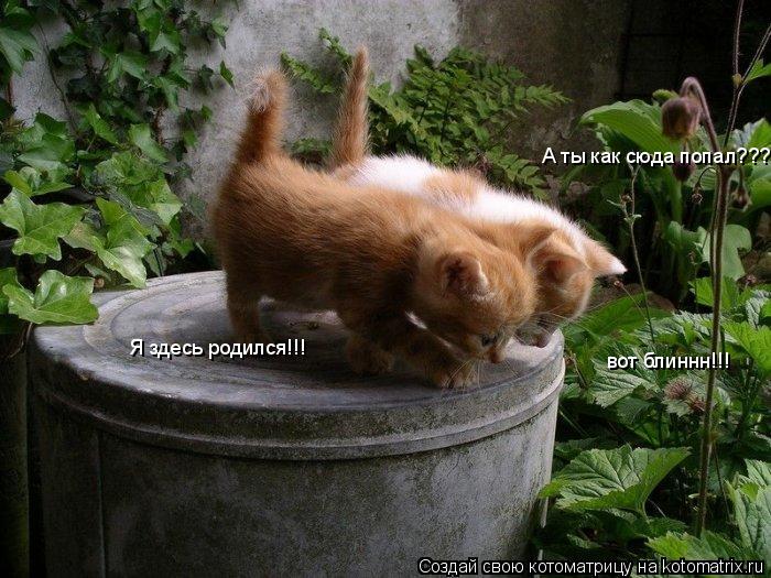 А ты как сюда попал??? Я здесь родился!!! вот блиннн!!!... Котоматрица: А ты как сюда попал??? Я здесь родился!!! вот блиннн!!!