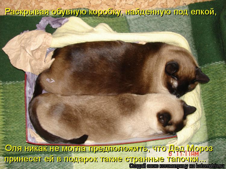 Раскрывая обувную коробку, найденную под елкой, Оля никак не могла предположить, что Дед Мороз принес... Котоматрица: Раскрывая обувную коробку, найденную под елкой, Оля никак не могла предположить, что Дед Мороз принесет ей в подарок такие странные тапочки