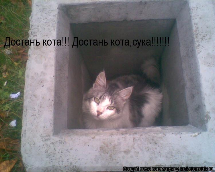 Достань кота!!! Достань кота,сука!!!!!!!... Котоматрица: Достань кота!!! Достань кота,сука!!!!!!!