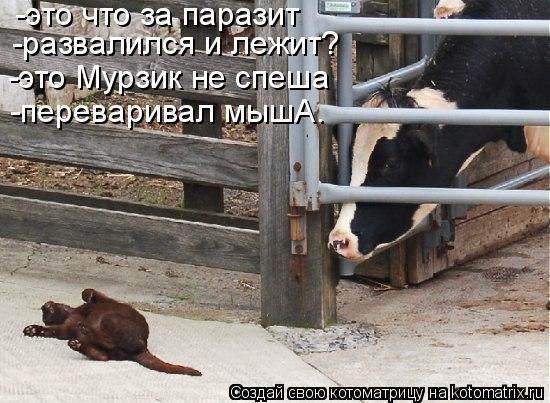 -это что за паразит -развалился и лежит? -это Мурзик не спеша -переваривал мышА.... Котоматрица: -это что за паразит -развалился и лежит? -это Мурзик не спеша -переваривал мышА.