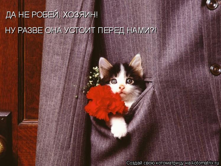 ДА НЕ РОБЕЙ, ХОЗЯИН! НУ РАЗВЕ ОНА УСТОИТ ПЕРЕД НАМИ?!... Котоматрица: ДА НЕ РОБЕЙ, ХОЗЯИН! НУ РАЗВЕ ОНА УСТОИТ ПЕРЕД НАМИ?!