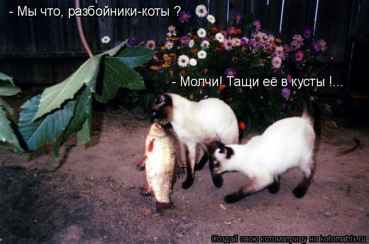 - Мы что, разбойники-коты ? - Молчи! Тащи её в кусты !...... Котоматрица: - Мы что, разбойники-коты ? - Молчи! Тащи её в кусты !...