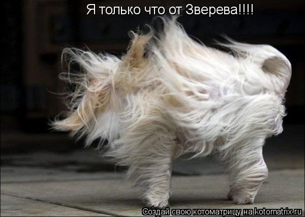 Я только что от Зверева!!!!... Котоматрица: Я только что от Зверева!!!!