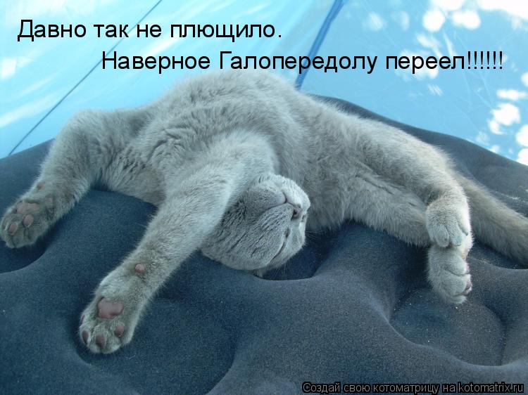 Котоматрица: Давно так не плющило. Наверное Галопередолу переел!!!!!!
