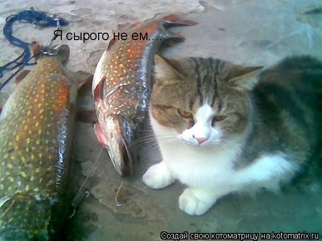 Котоматрица: Я сырого не ем....