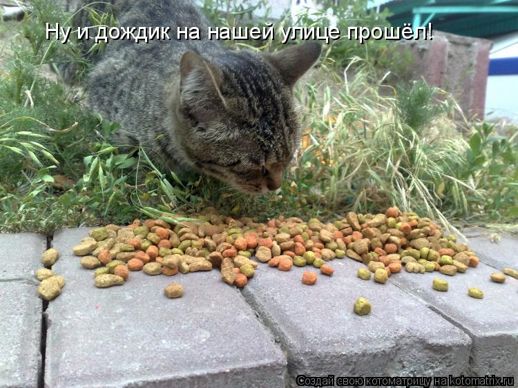 Котоматрица: Ну и дождик на нашей улице прошёл!
