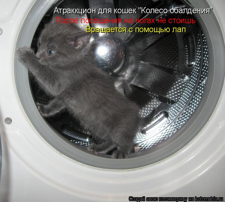 Котоматрица: Атраккцион для кошек "Колесо обалдения" После посещения на ногах не стоишь Вращается с помощью лап