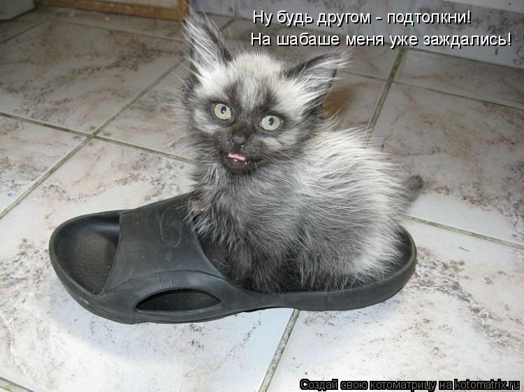 На шабаше меня уже заждались! Ну будь другом - подтолкни!... Котоматрица: На шабаше меня уже заждались! Ну будь другом - подтолкни!