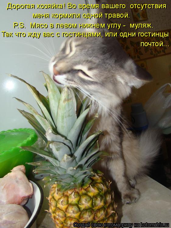 Котоматрица: Дорогая хозяйка! Во время вашего  отсутствия  меня кормили одной травой.  P.S.  Мясо в левом нижнем углу -  муляж. Так что жду вас с гостинцами, и