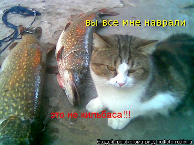 Котоматрица: вы все мне наврали это не кильбаса!!!