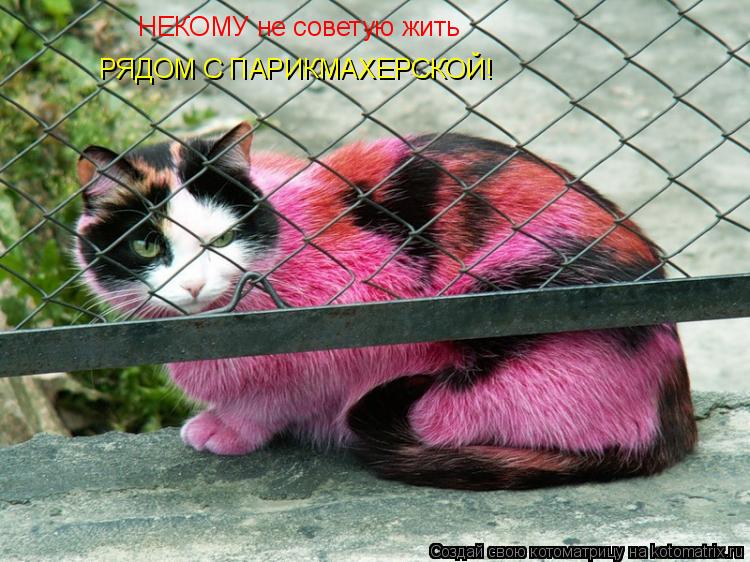 Котоматрица: НЕКОМУ не советую жить  РЯДОМ С ПАРИКМАХЕРСКОЙ!