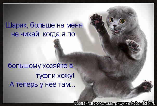Котоматрица: Шарик, больше на меня не чихай, когда я по  большому хозяйке в туфли хожу! А теперь у неё там...