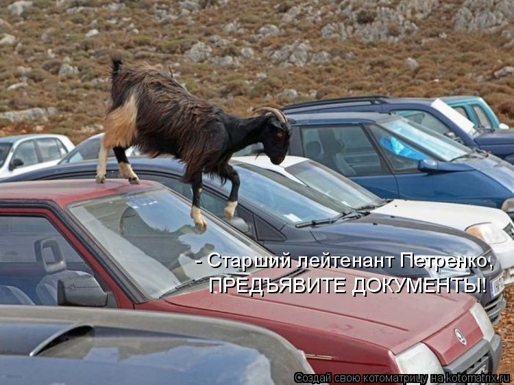 Котоматрица: - Старший лейтенант Петренко, ПРЕДЪЯВИТЕ ДОКУМЕНТЫ!