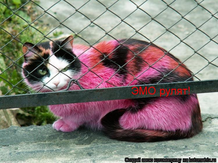 Котоматрица: ЭМО рулят!