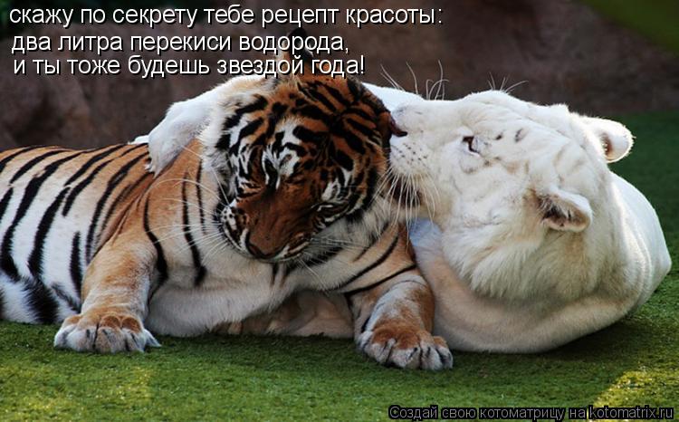 Котоматрица: два литра перекиси водорода,  и ты тоже будешь звездой года!  скажу по секрету тебе рецепт красоты: