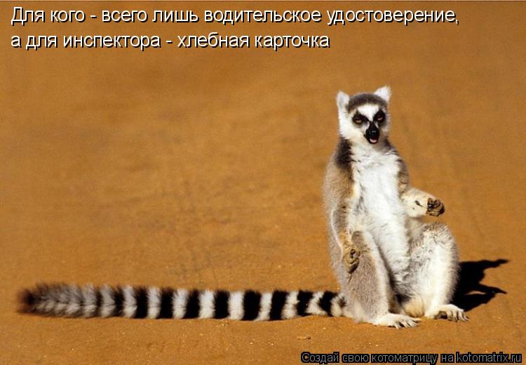 Для кого - всего лишь водительское удостоверение, а для инспектора - хлебная карточка... Котоматрица: Для кого - всего лишь водительское удостоверение, а для инспектора - хлебная карточка