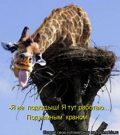 -Я не подкидыш! Я тут работаю... Подъемным краном!... Котоматрица: -Я не подкидыш! Я тут работаю... Подъемным краном!