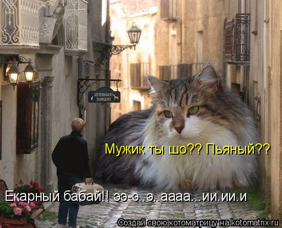 Котоматрица: Екарный бабай!! ээ-э..э..аааа...ии.ии.и Мужик ты шо?? Пьяный??