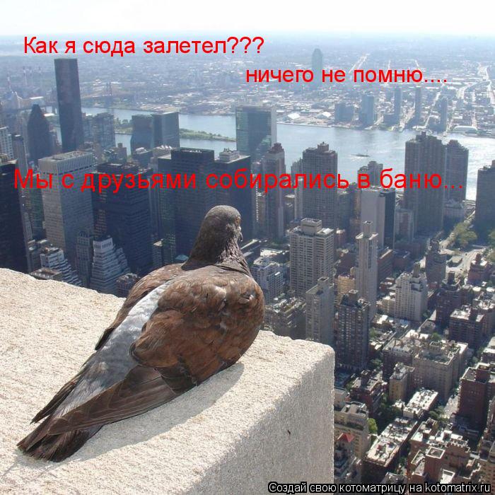 Котоматрица: Как я сюда залетел??? ничего не помню.... Мы с друзьями собирались в баню...