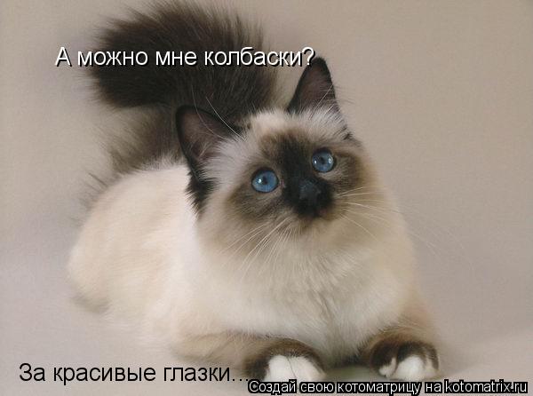 Котоматрица: А можно мне колбаски? За красивые глазки...