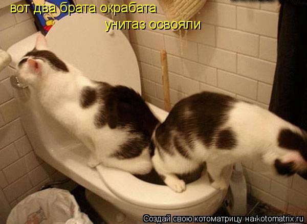 Котоматрица: вот два брата окрабата унитаз освояли